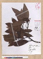 Machilus philippinense Merr. 霧社香楠