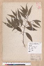 Cinnamomum macrostemon Hayata 胡氏肉桂