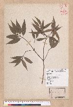 Cinnamomum macrostemon Hayata 胡氏肉桂