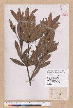Pasania dodonaeifolia (Hayata) Hayata 柳葉柯