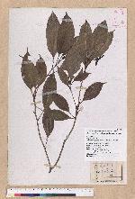 Cyclobalanopsis repandaefolia (Liao) Liao 波緣葉櫟