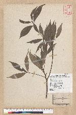 Machilus konishii Hayata 小西氏楠
