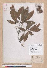 Cyclobalanopsis pachyloma (O. Seem.) Schott. 金斗椆