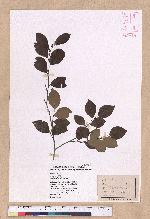 Lindera akoensis Hayata 內冬子