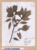 Cyclobalanopsis morii (Hayata) Schott. 森氏櫟(赤椆)