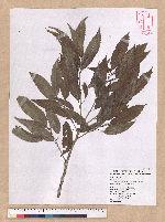 Cyclobalanopsis stenophylloides (Hayata) Kudo & Masamune ex Kudo 狹葉櫟