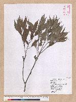 Cyclobalanopsis longinux (Hayata) Schott. 錐果櫟