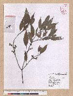 Cyclobalanopsis longinux (Hayata) Schott. 錐果櫟