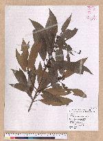Litsea acutivena Hayata 銳脈木薑子