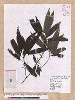 Litsea cubeba (Lour.) Persoon 山胡椒