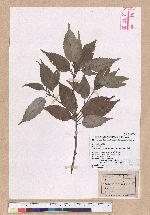 Cyclobalanopsis myrsinaefolia (Blume) Schott. 黑櫟