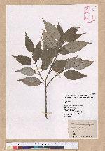 Cyclobalanopsis myrsinaefolia (Blume) Schott. 黑櫟
