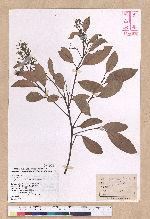 Cryptocarya concinna Hance 海南厚殼桂