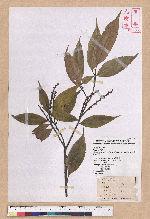 Castanopsis carlesii (Hemsl.) Hayata var. sessilis Nakai 鋸葉長尾栲