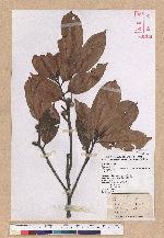 Cyclobalanopsis sessilifolia (Blume) Schottky 毽子櫟