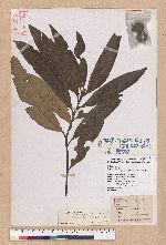 Lithocarpus amygdalifolius (Skan ex Forbes & Hemsl.) Hayata 杏葉石櫟