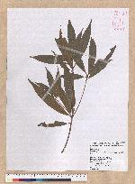Litsea lii Chang var. nunkao-tahangensis (Liao) Liao 能漢木薑子