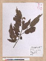 Quercus spinosa A. David ex Fr. 高山櫟