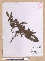Quercus spinosa A. David ex Fr. 高山櫟