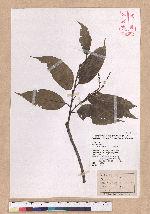 Castanopsis kusanoi Hayata 細刺苦櫧