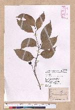 Cryptocarya chinensis (Hance) Hemsl. 厚殼桂