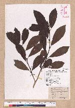 Lindera erythrocarpa Makino 鐵釘樹(紅果釣樟)
