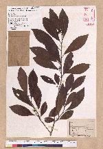 Lindera erythrocarpa Makino 鐵釘樹(紅果釣樟)