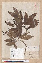 Machilus japonica Siebold et Zucc. 日本楨楠(假長葉楠)
