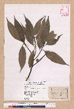 Castanopsis carlesii (Hemsl.) Hayata var. sessilis Nakai 鋸葉長尾栲