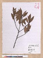 Litsea coreana H. Levl. 鹿皮斑木薑子