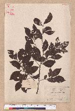 Lindera akoensis Hayata 內冬子