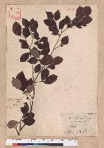 Lindera akoensis Hayata 內冬子