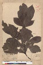Phoebe formosana (Hayata) Hayata 臺灣雅楠