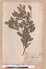 Cinnamomum reticulatum Hayata 土樟
