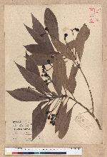 Machilus japonica Siebold et Zucc. var. kusanoi (Hayata) Liao 大葉楠