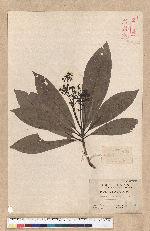 Machilus japonica Siebold et Zucc. var. kusanoi (Hayata) Liao 大葉楠