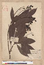 Machilus japonica Siebold et Zucc. var. kusanoi (Hayata) Liao 大葉楠