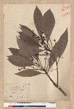 Machilus japonica Siebold et Zucc. var. kusanoi (Hayata) Liao 大葉楠