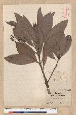 Machilus japonica Siebold et Zucc. var. kusanoi (Hayata) Liao 大葉楠