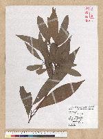 Machilus zuihoensis Hayata 香楠