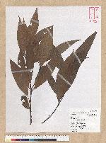 Machilus zuihoensis Hayata 香楠