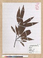 Machilus zuihoensis Hayata 香楠