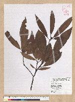Machilus zuihoensis Hayata 香楠