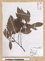 Machilus zuihoensis Hayata 香楠