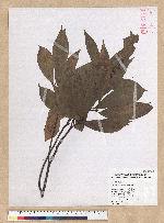 Machilus zuihoensis Hayata 香楠