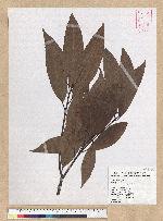 Machilus zuihoensis Hayata 香楠