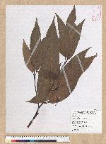 Machilus zuihoensis Hayata 香楠