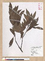 Machilus zuihoensis Hayata 香楠