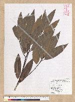 Machilus zuihoensis Hayata 香楠