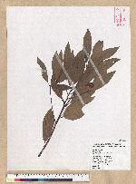 Machilus zuihoensis Hayata 香楠